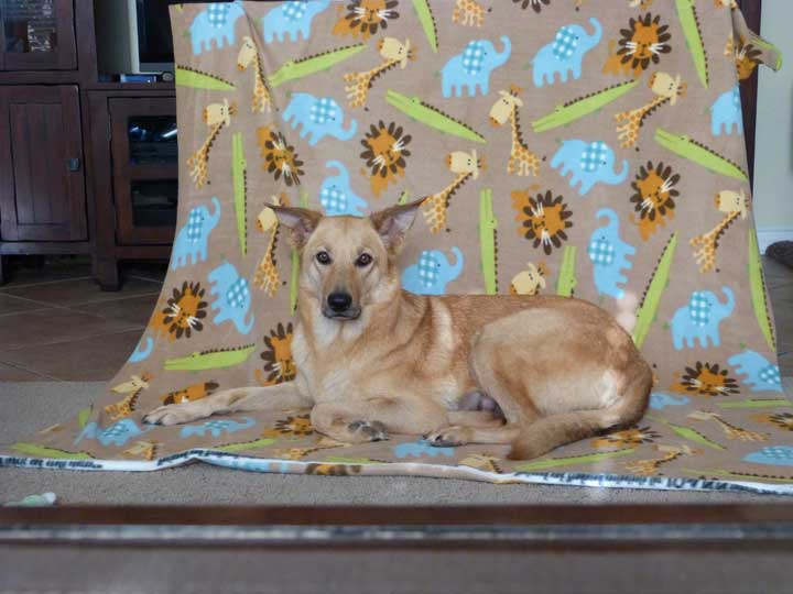 chinook dog